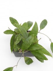Hoya Rigida Splash