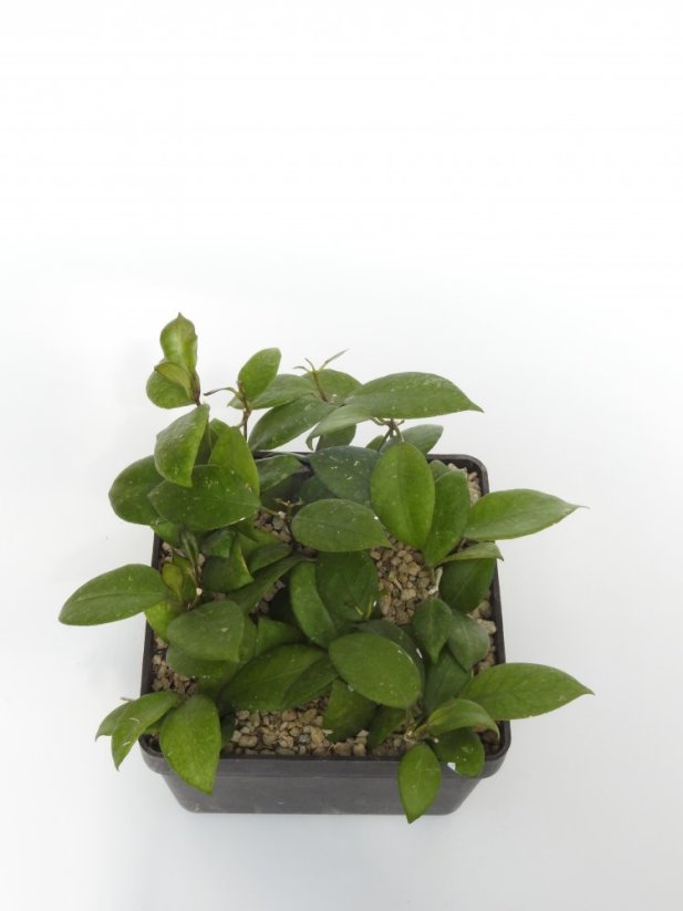 Hoya ovalifolia