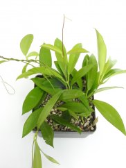 Hoya neoebudica