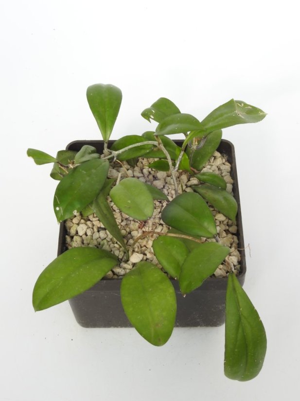 Hoya Shadow