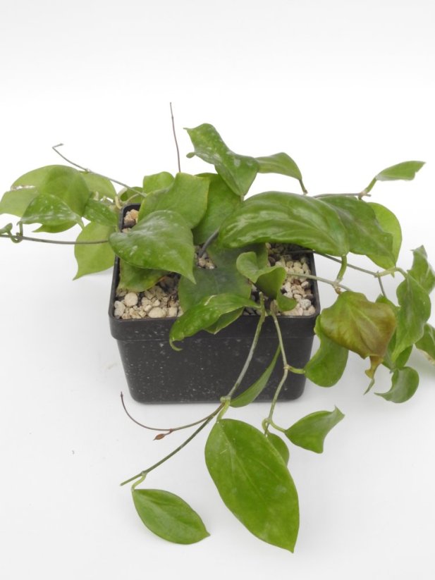 Hoya Chuniana