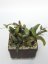 Hoya Sigilatis Big Leaf