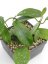 Hoya Gonoloboides
