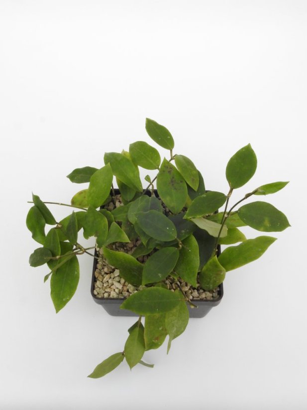Hoya patricia