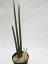 Sansevieria pearsonii  No.16