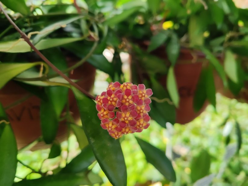 Hoya davidcummingii