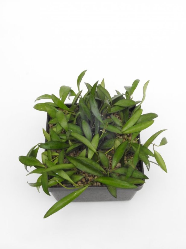 Hoya wayetii blte rot