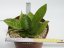 Sansevieria trifasciata nana  No.1