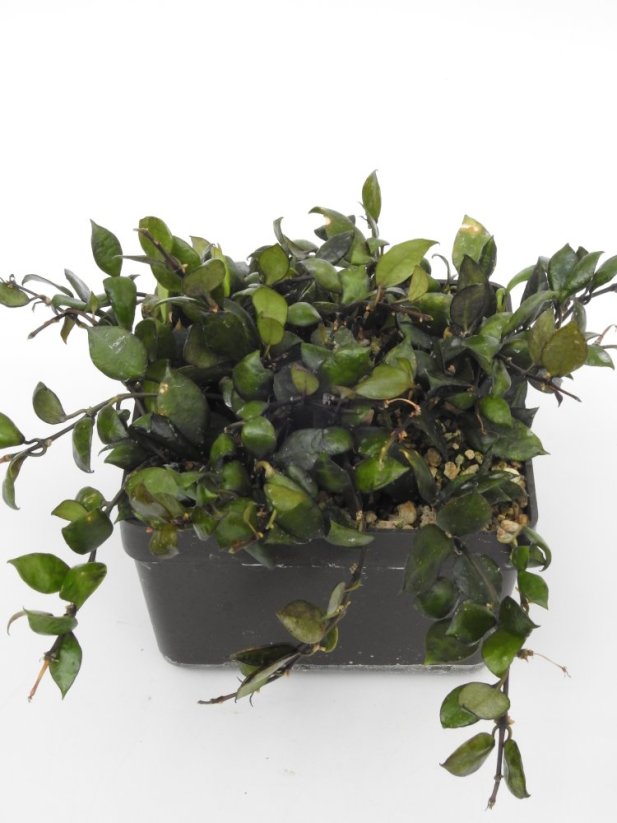 Hoya Lacunosa Black Queen