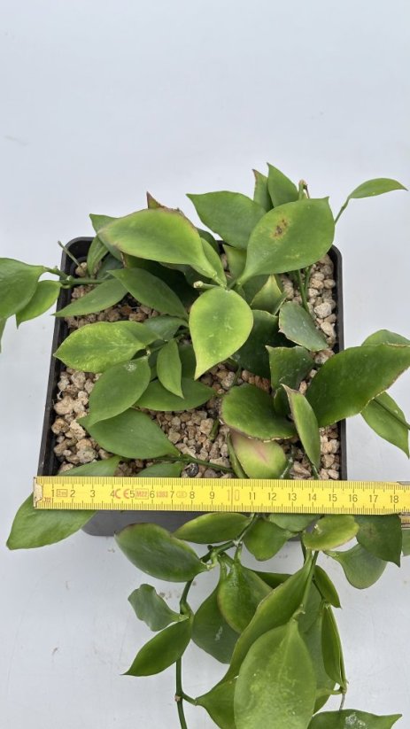 Hoya anulata