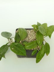 Hoya Polystachya