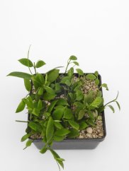 Hoya eitapensis