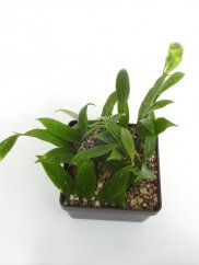Hoya lobbii cv. orange