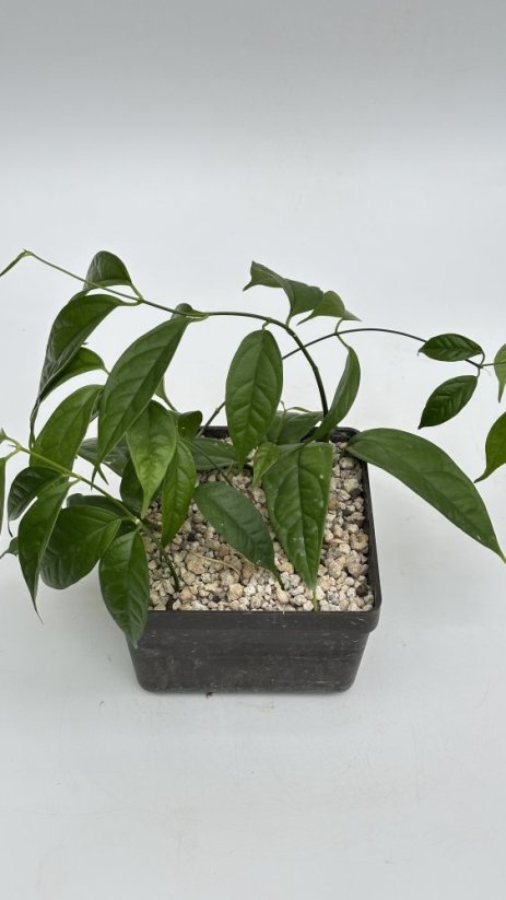 Hoya linusi