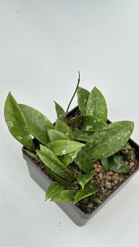 Hoya noid