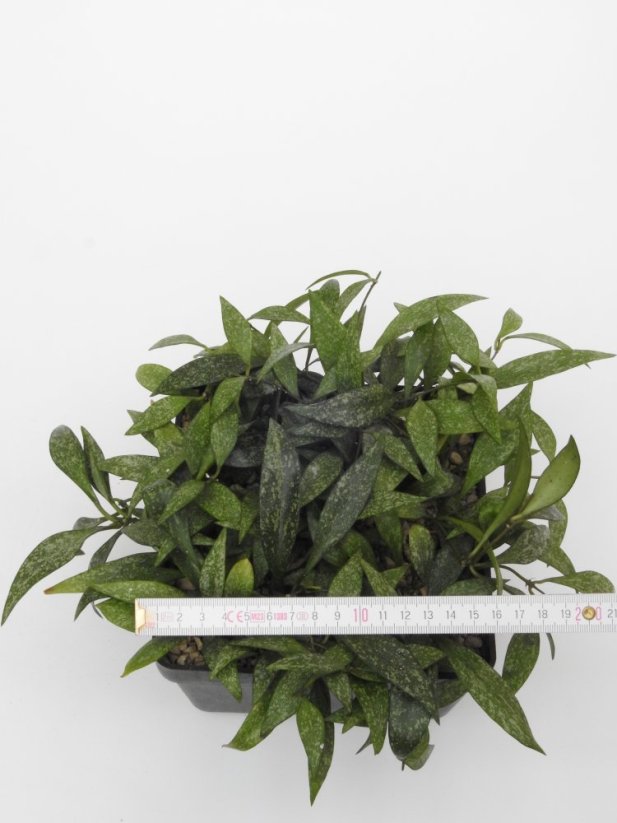 Hoya parviflora splash