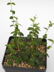 Hoya Cumingiana IPPS MO1