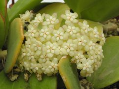 Hoya pachyclada