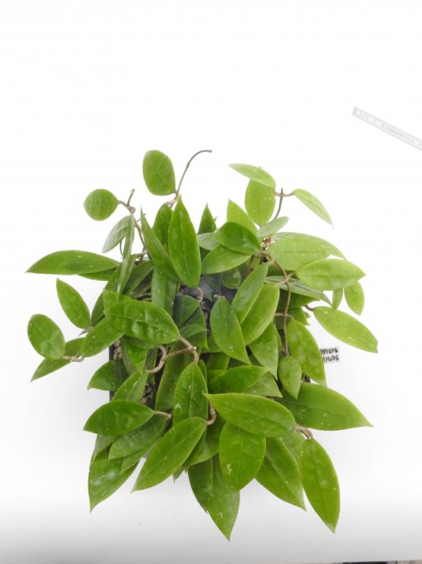 Hoya bintulu borneo iml 1646