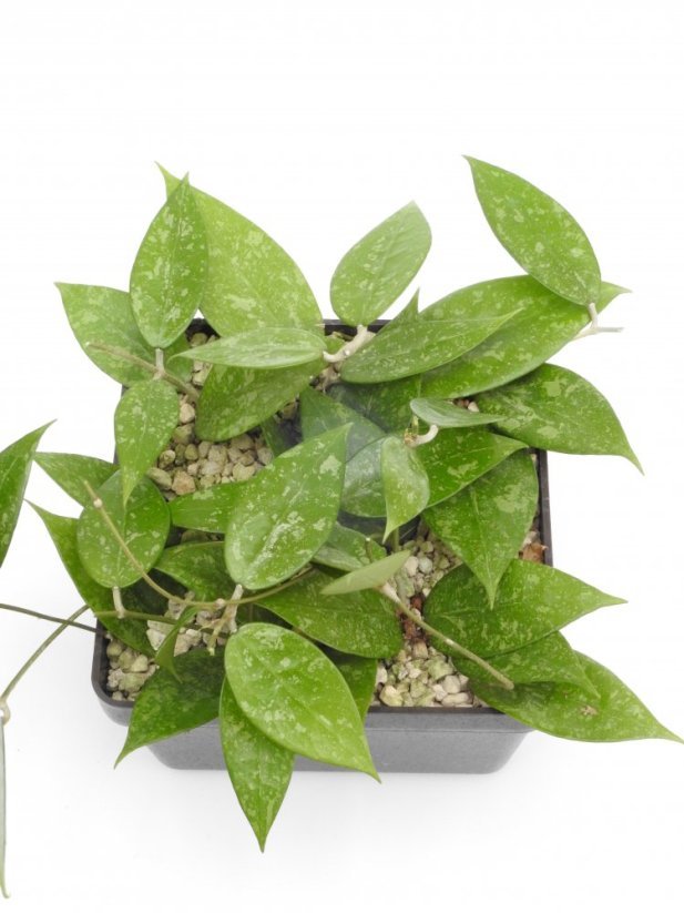 Hoya anjuk ladang ma20