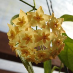 Hoya linusi
