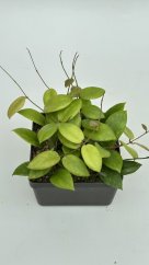 Hoya anda cv. violet purple