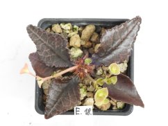 Euphorbia francoisii hybrid  No.18