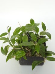 Hoya Spearmint