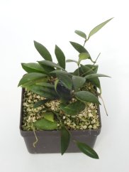Hoya Micrantha