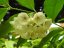 Hoya cystiantha