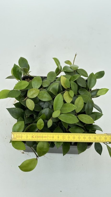 Hoya sipitangensis
