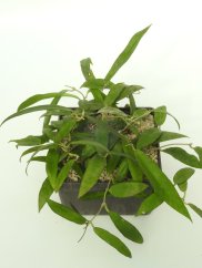 Hoya Scortechinii