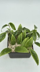 Hoya rangsan