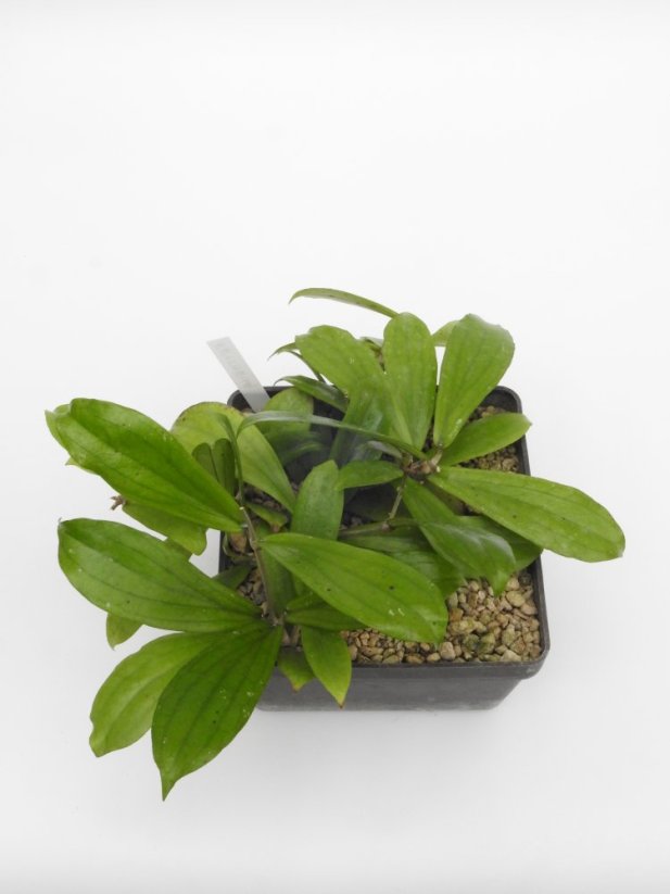 Hoya erythrina