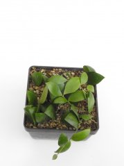 Hoya myrmecopa