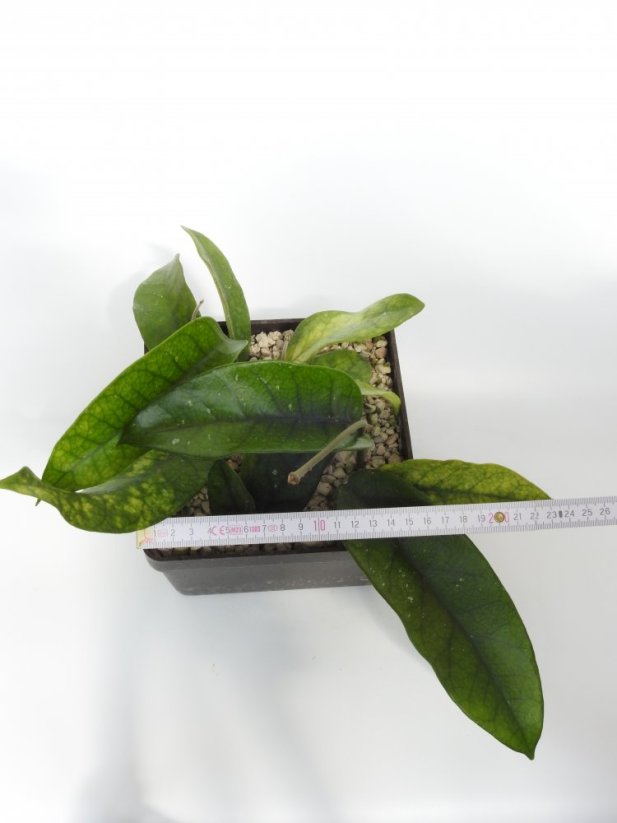 Hoya sp. tam dao