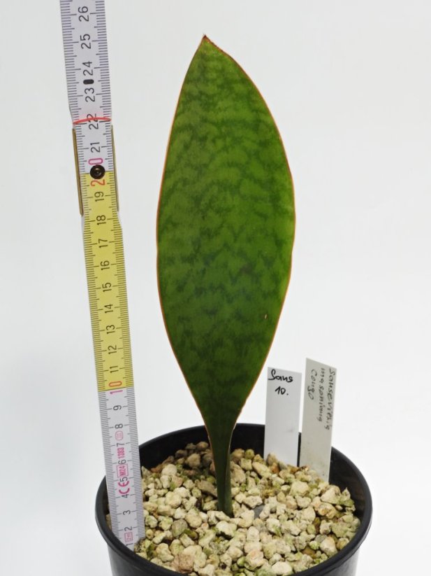 Sansevieria masoniana congo  No.10