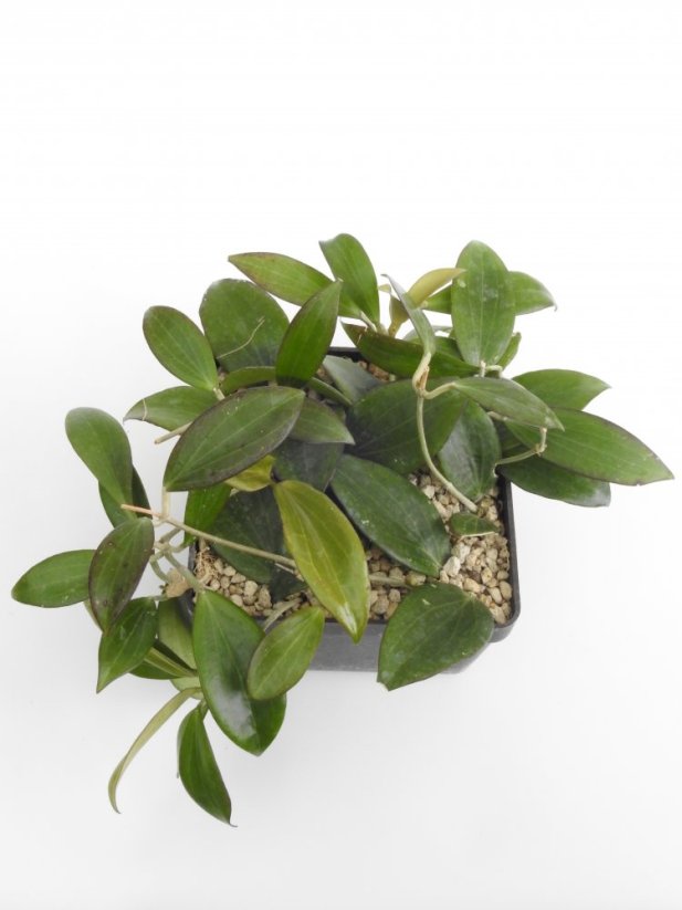 Hoya nicholsoniae