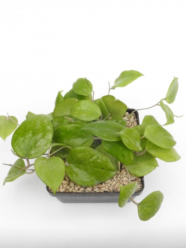 Hoya bent