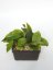 Hoya MB 1253-77