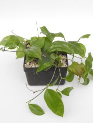 Hoya Chuniana
