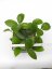Hoya bicknellii