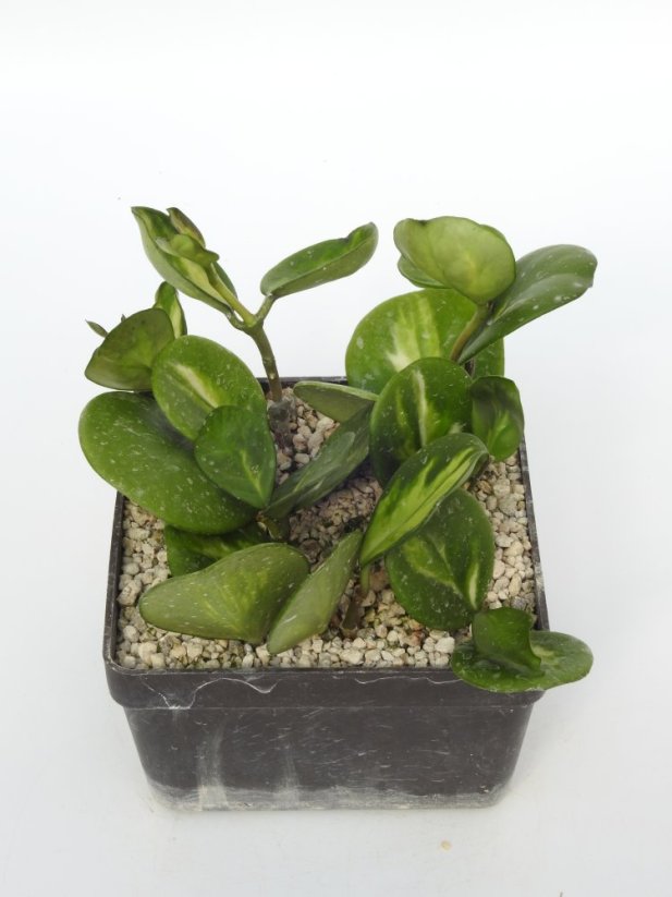Hoya Obovata Variegata