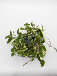 Hoya verticilata albomarginata
