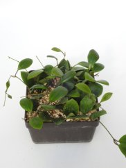Hoya Lucardenasiala