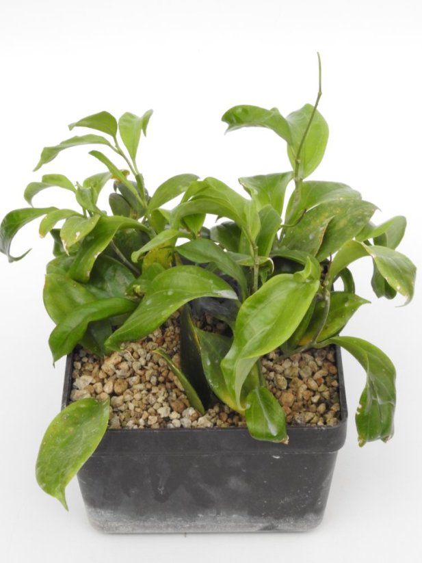 Hoya UT-033 Apple Green