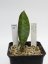 Sansevieria masoniana congo  No.21