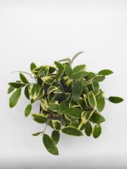 Hoya verticilata albomarginata