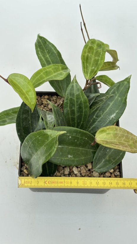 Hoya tjadasmalangensis