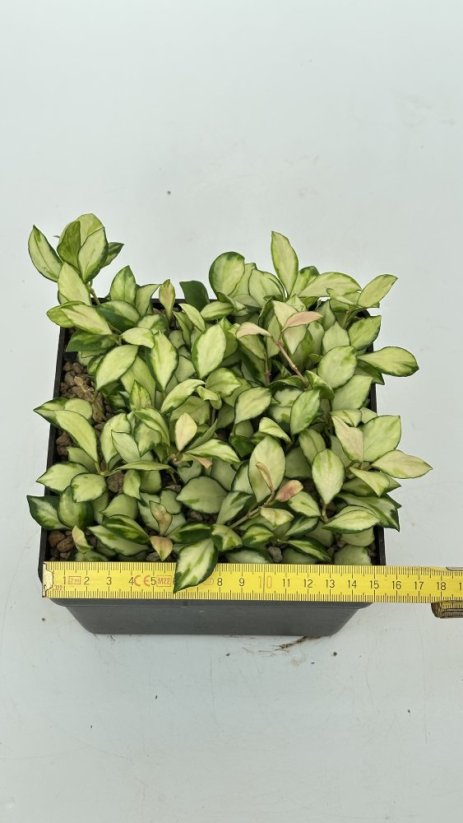 Hoya heuschkeliana